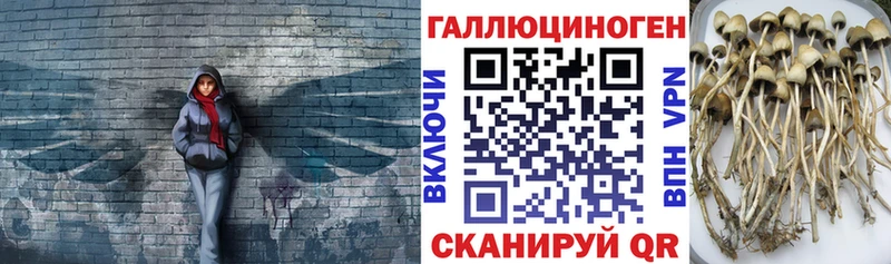 blacksprut зеркало  Кировск  Псилоцибиновые грибы мицелий  цены  