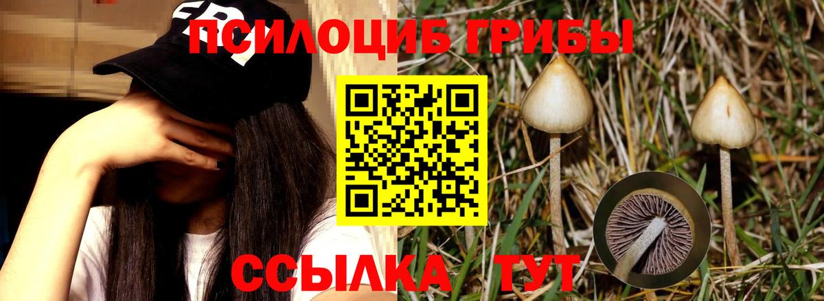 Псилоцибиновые грибы мицелий Кировск